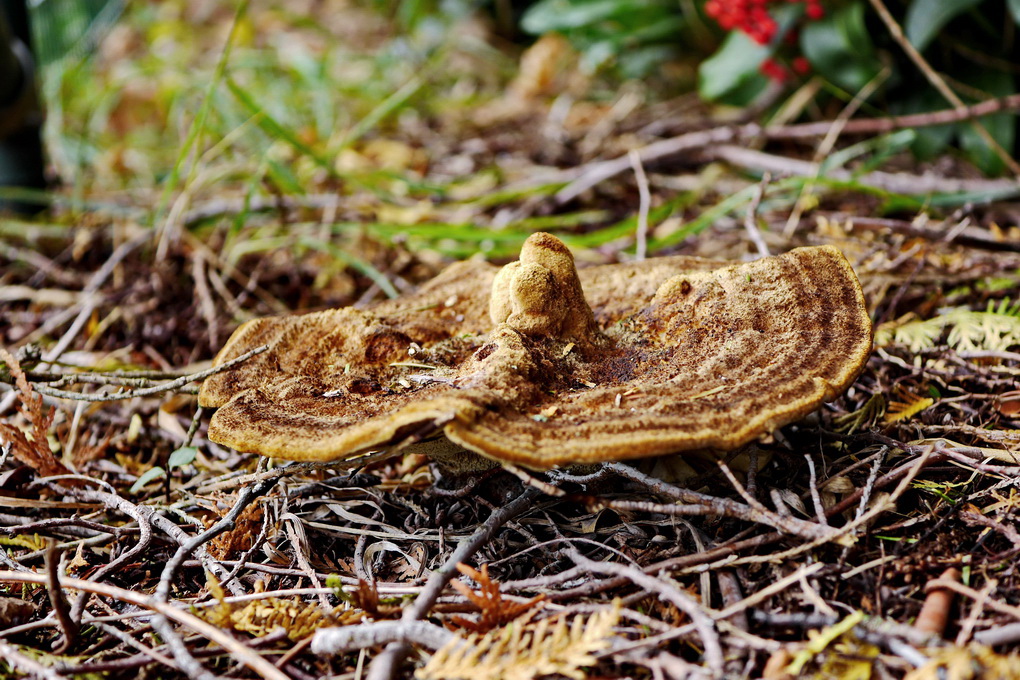 unbekannter Pilz.JPG