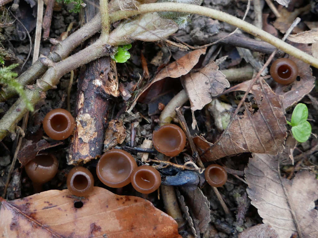 Anemonenbecherlinge-Eislingen.jpg