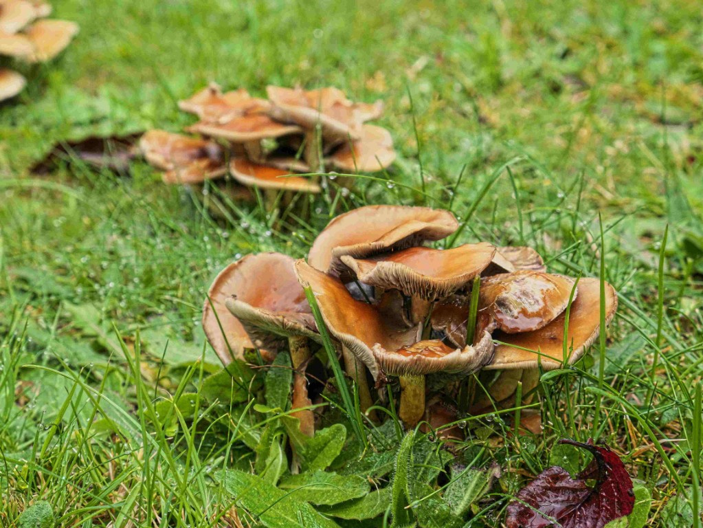 Pilzrasen_ P1020639#.jpg