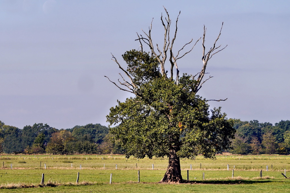 Sterbender Baum.JPG