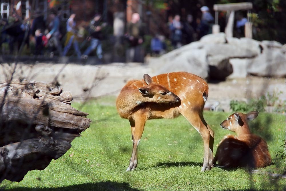 zoo_2018_01.jpg