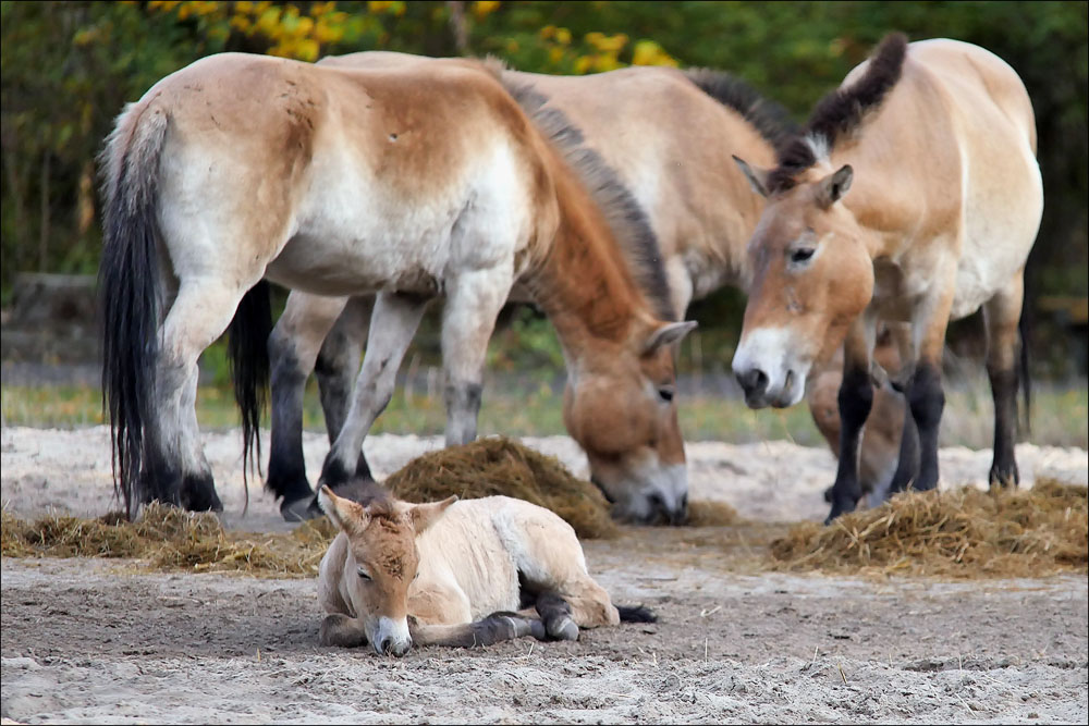 tierpark_09.jpg