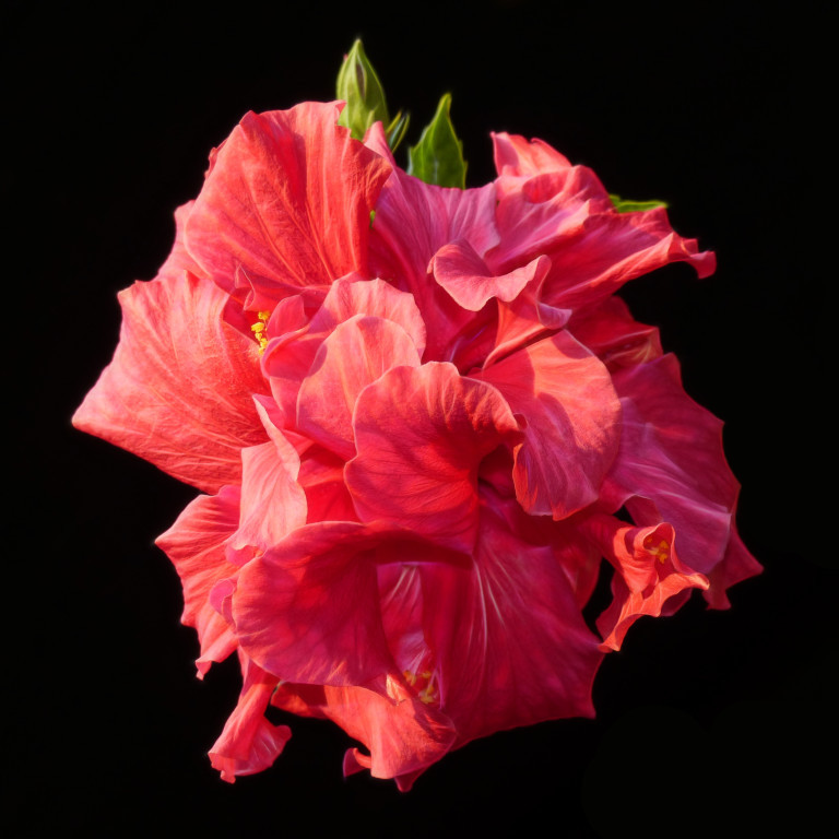 P3490846 Hibiskusblüte fractalius verkleinert.jpg