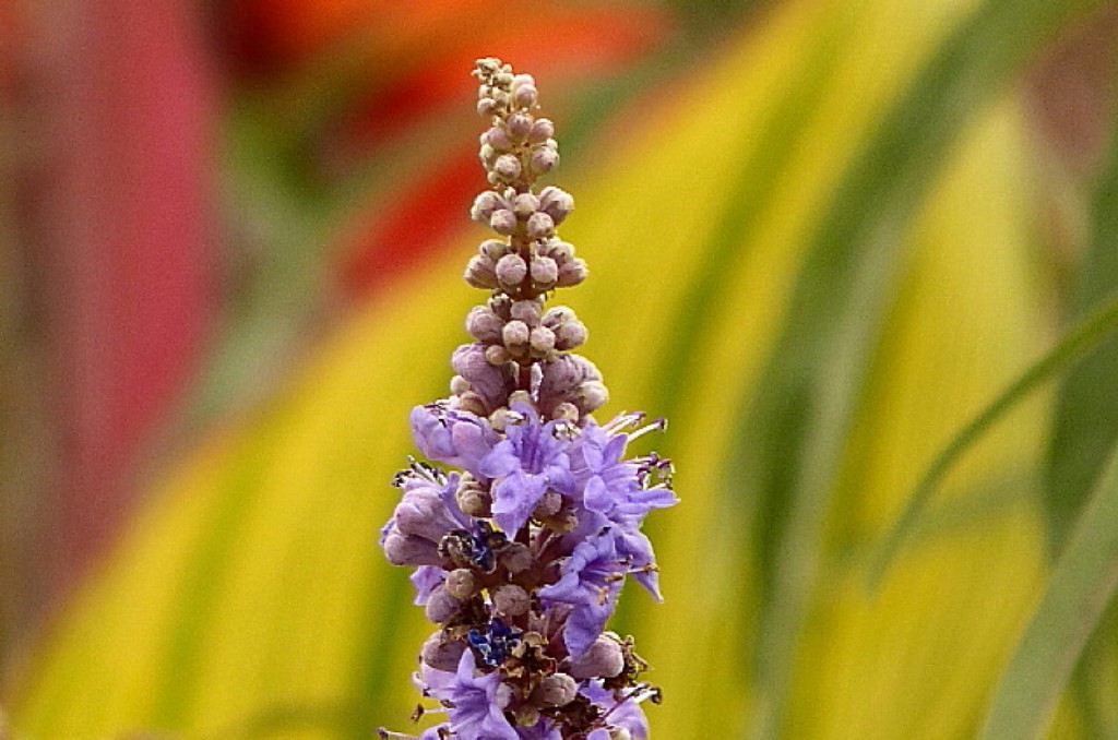 P1070310_1_1.JPG