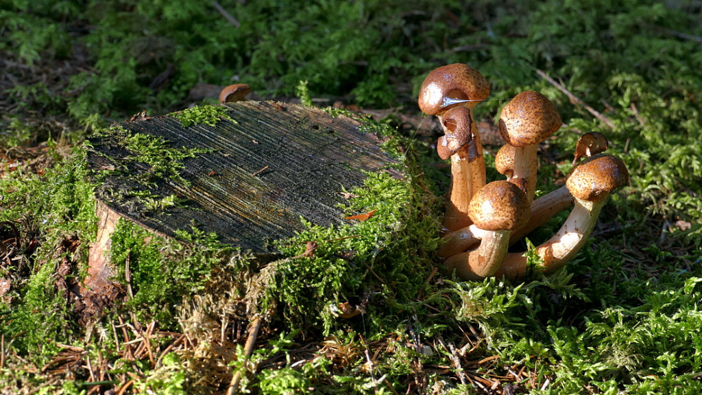 Verkleinert P1290179.JPG