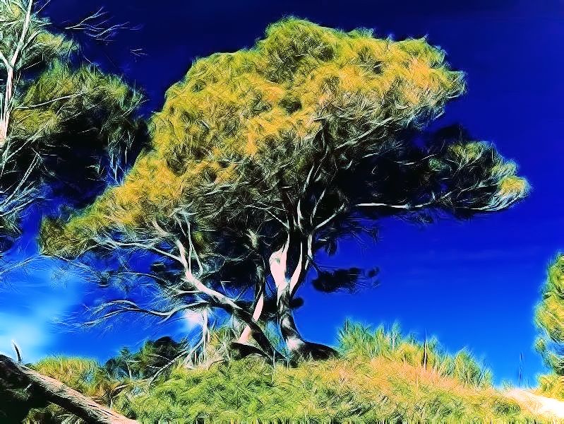 Baum in den Dünen.jpg