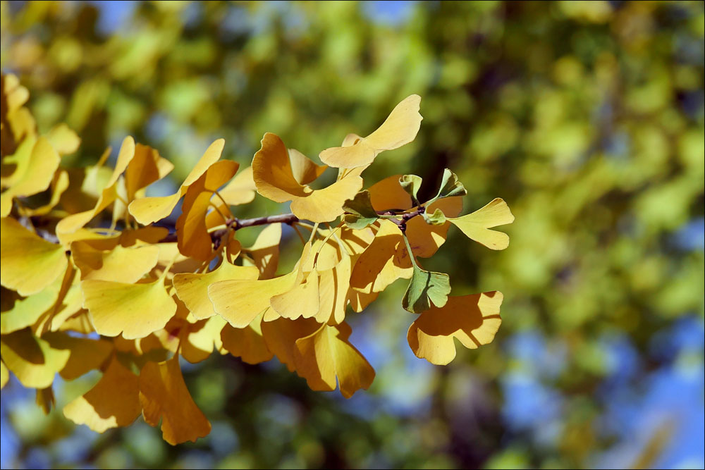 ginkgo_1.jpg