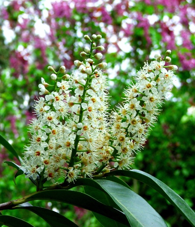 Kirschlorbeerblüte vor Flieder_1.jpeg