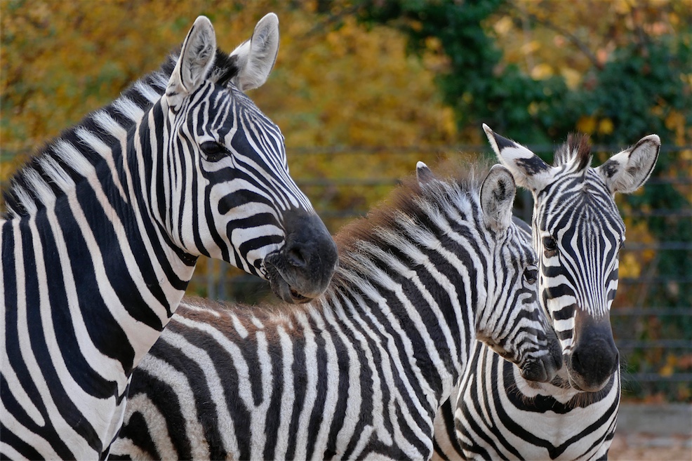 Böhmzebras.JPG