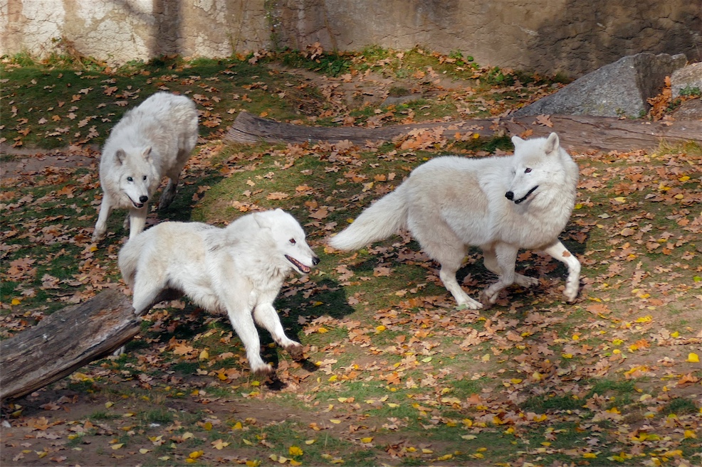 POLARWOLF-3.JPG