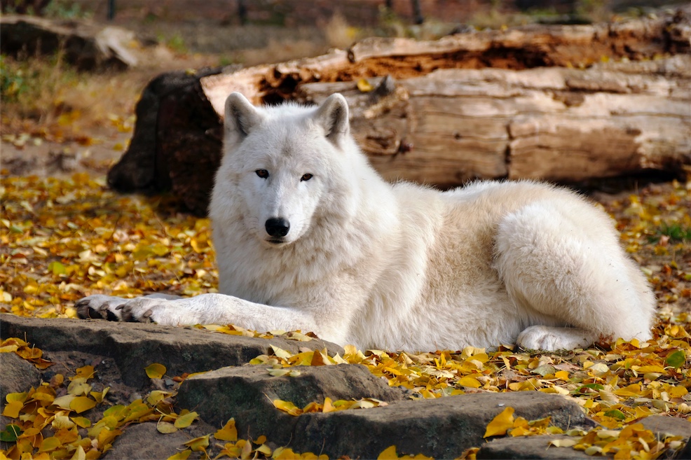 POLARWOLF-5.JPG