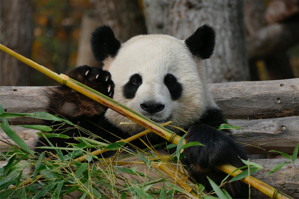 PANDA_5.JPG