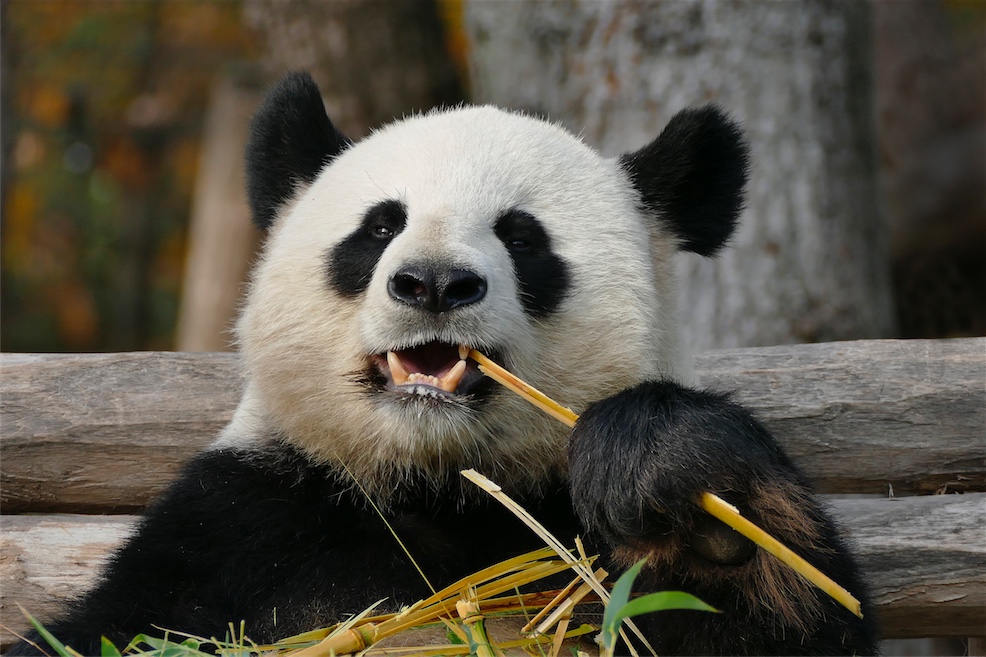 PANDA_7.JPG