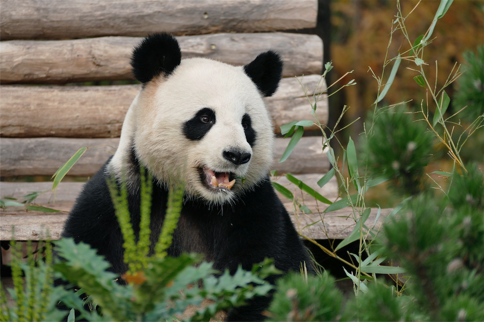 PANDA_4.JPG