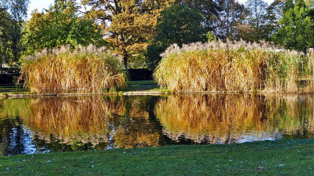 Schilf in der Bonner Rheinaue.jpg