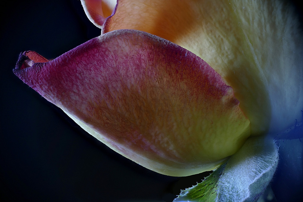 2018-11-16-16.10.28 ZS PMax Rose Blütenblatt klein.jpg