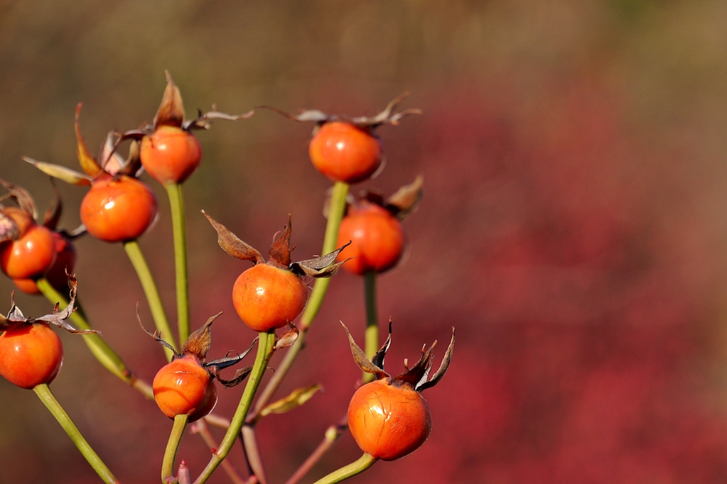 P1180569 - Kopie.JPG