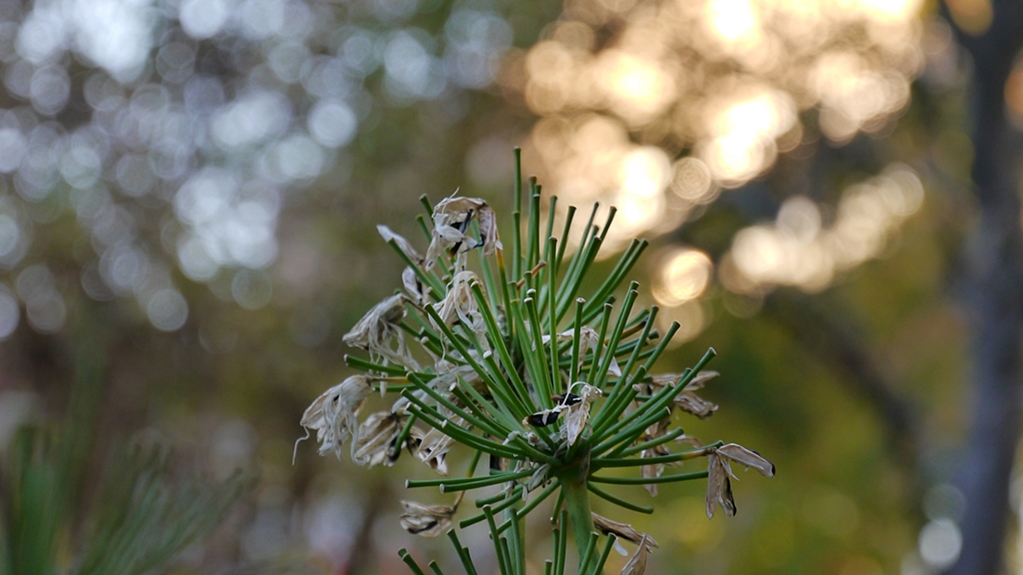 P1180608 - Kopie.JPG