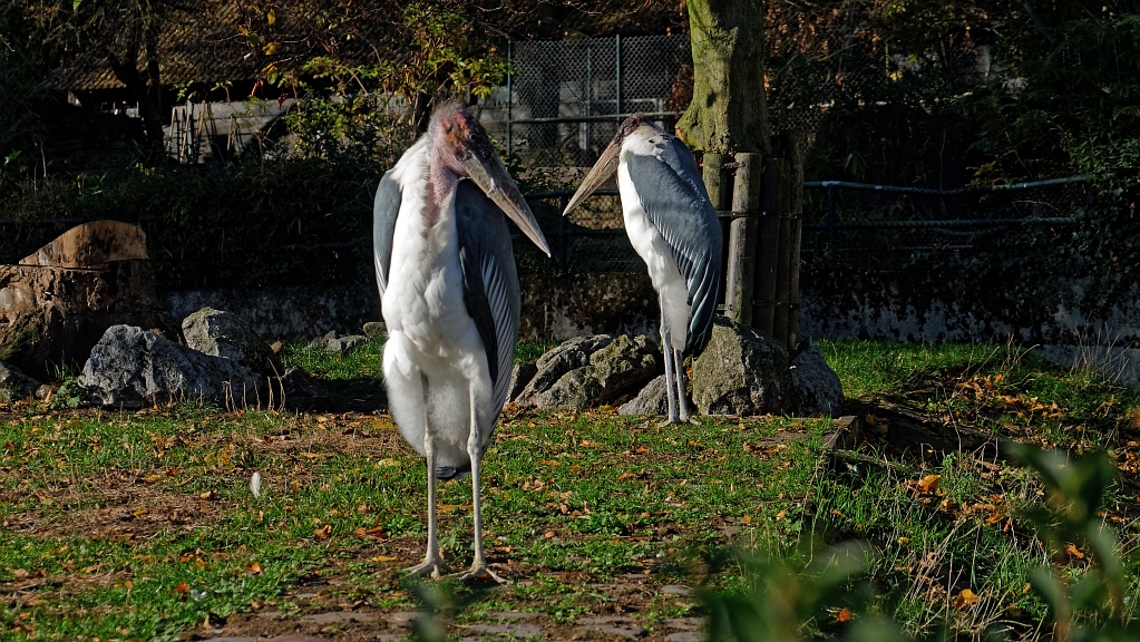 P1130475_DxO.jpg