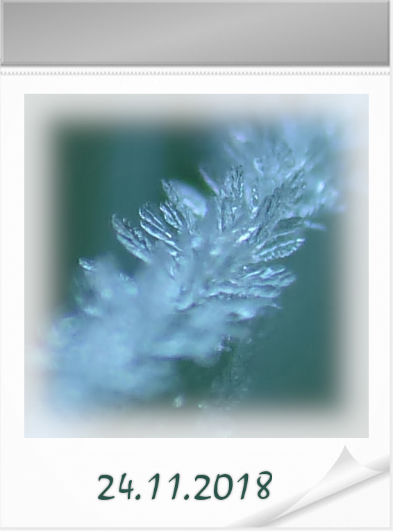 Kalenderblatt 241118 Grashalm mit Raureif.jpg