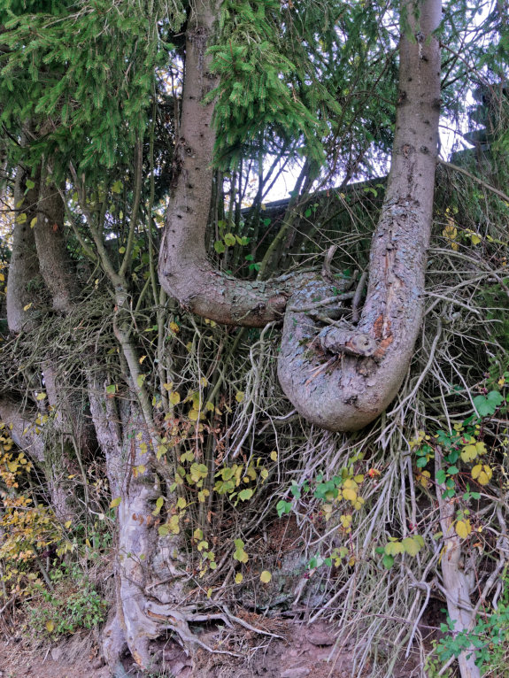 Baumschlaufe.jpg