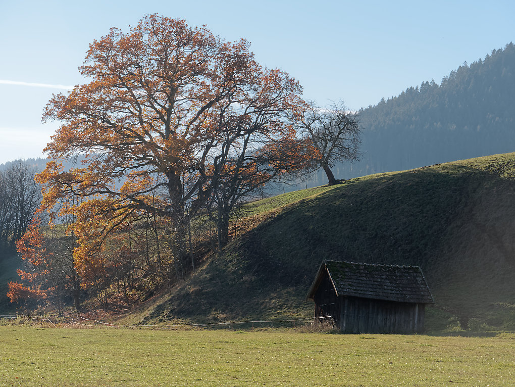 Baum1n.jpg
