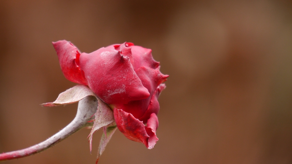 P1180916 - lf.JPG