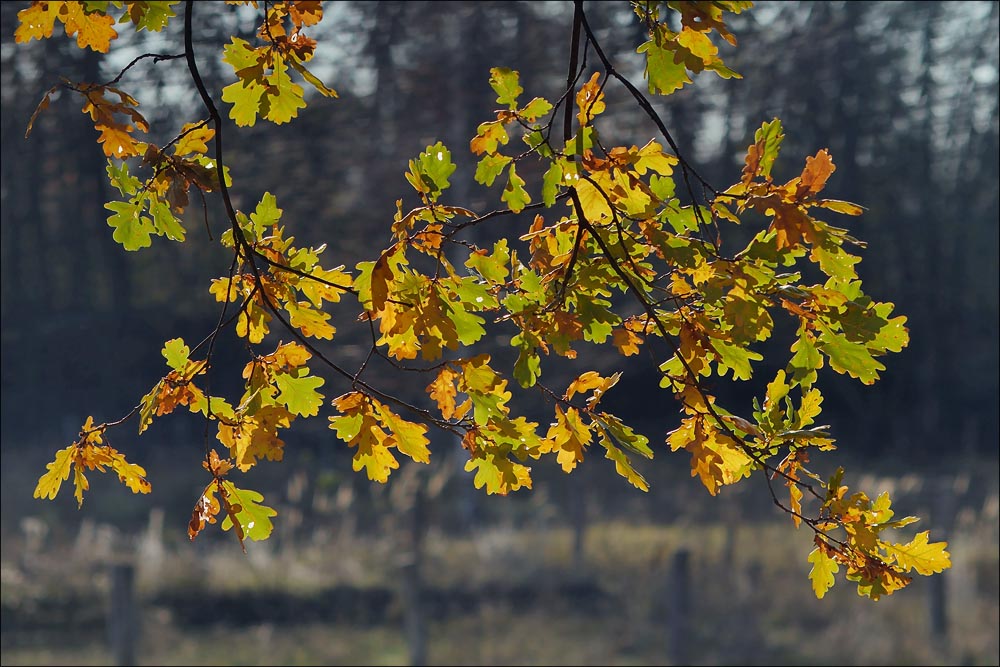 herbst_31.jpg