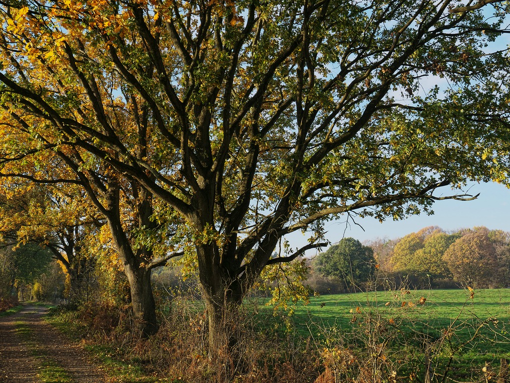Dosenmoor 'P1120670##.jpg