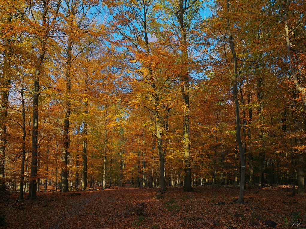 Dosenmoor 'P1120664##.jpg
