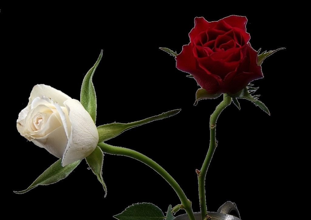 Rosen rot-weiss klein sH.jpg