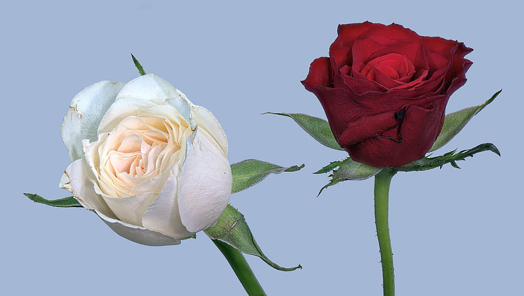 Rosen rot-weiss 2 klein.jpg