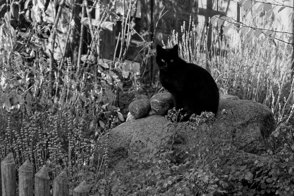 SW_cat_002.jpg