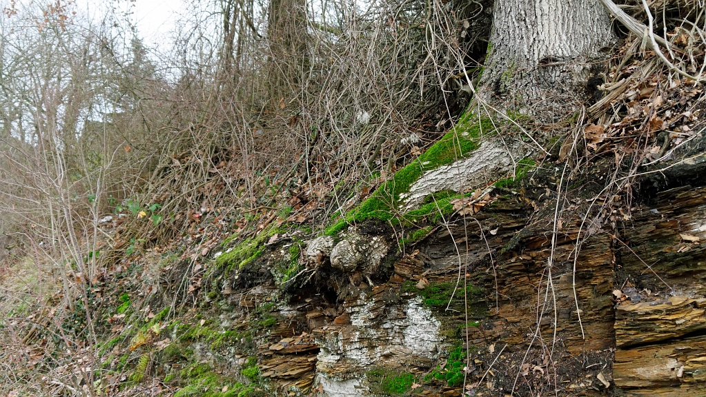 P1130571_DxO.jpg