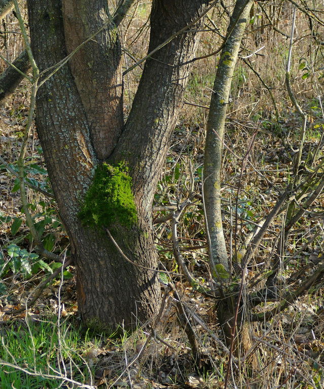P1230023 crverkl.JPG