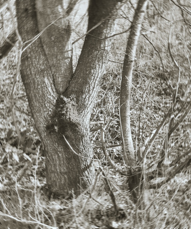 P1230023 cr_HDRbw.jpg