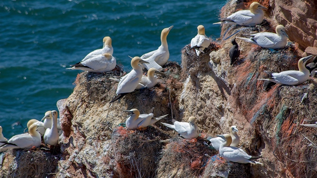 NIKON D70 Helgoland_Lummenlager Apr2008.jpg