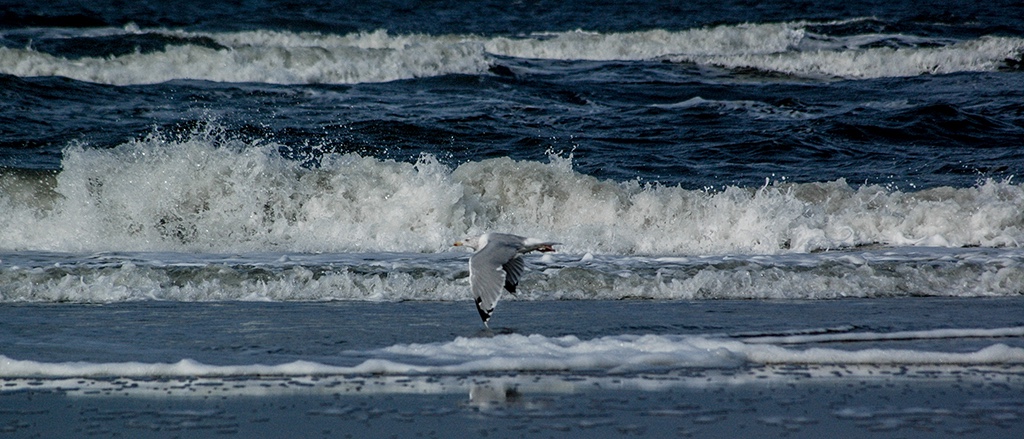 NIKON D70 St.Peter-Ording_Tiefflieger Sept2007.jpg