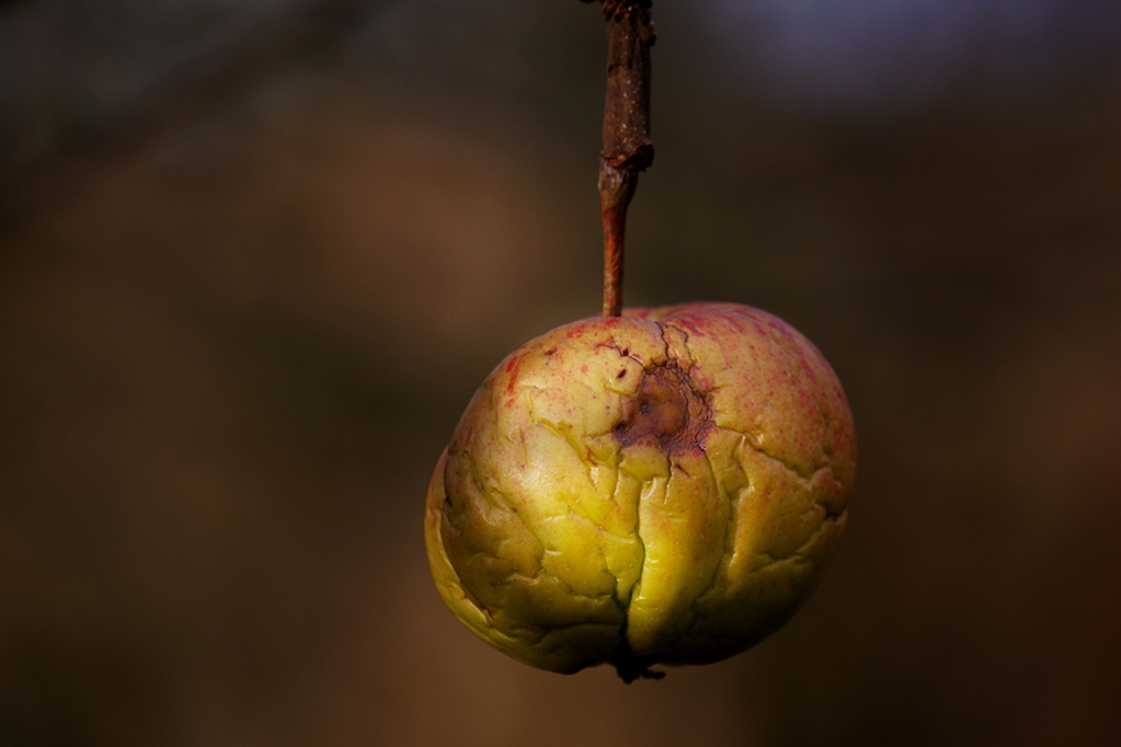 P1190955 (2) - lf.JPG