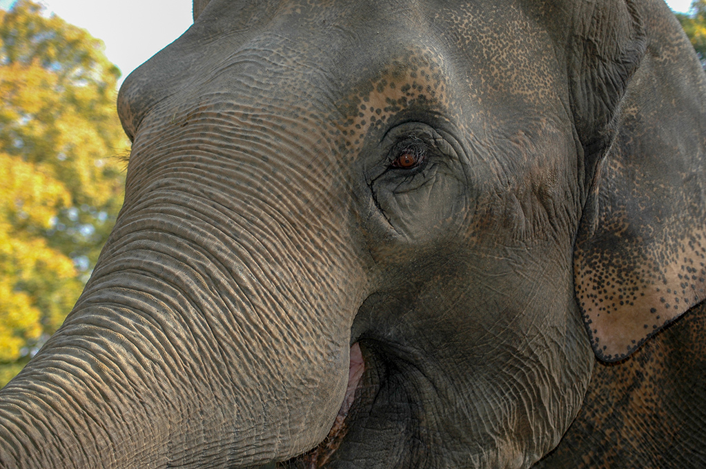 Nikon D70 Elefanten-Porträt.jpg