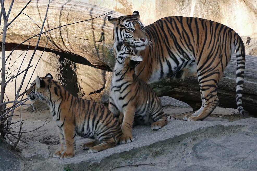 Kuscheln-mit-Mama-1.jpg