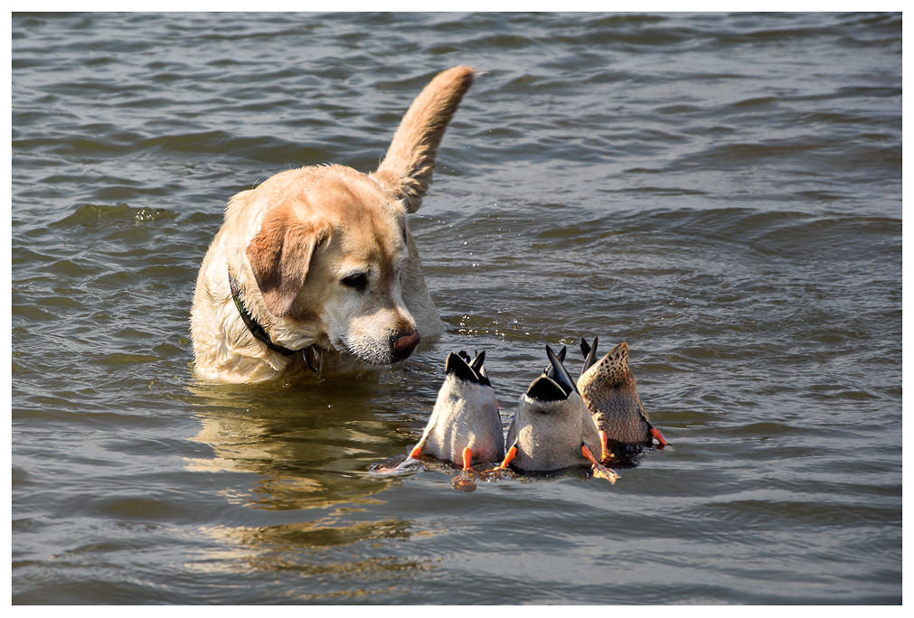 Dog-Ente.jpg