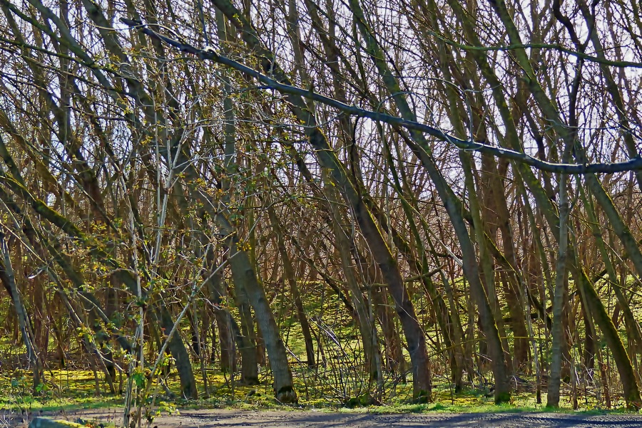 P1100905 verkl_HDR.jpg