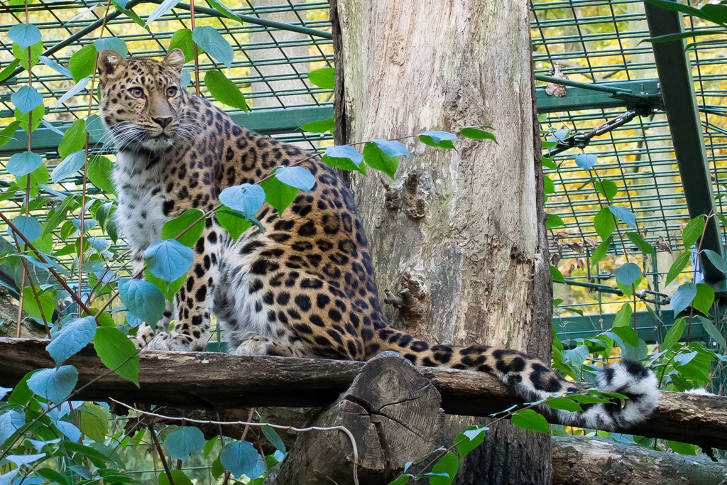 Zoo-070096.jpg