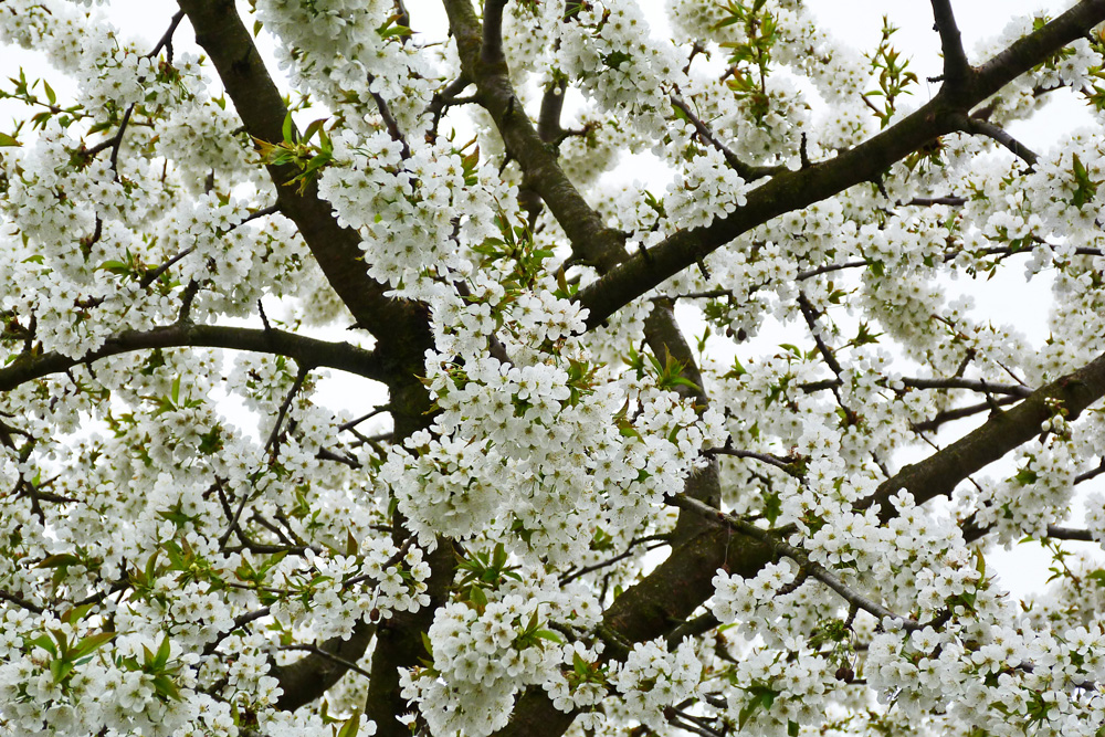 Baum der Erinnerungen.JPG