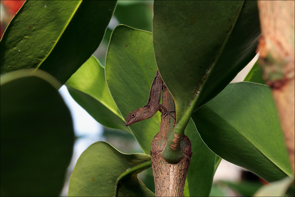 kleinleguan_ausschnitt_verkleinert_2.jpg