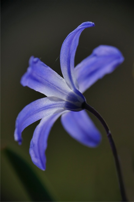 blau_03.JPG