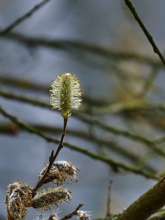 P1230228 verkl.jpg