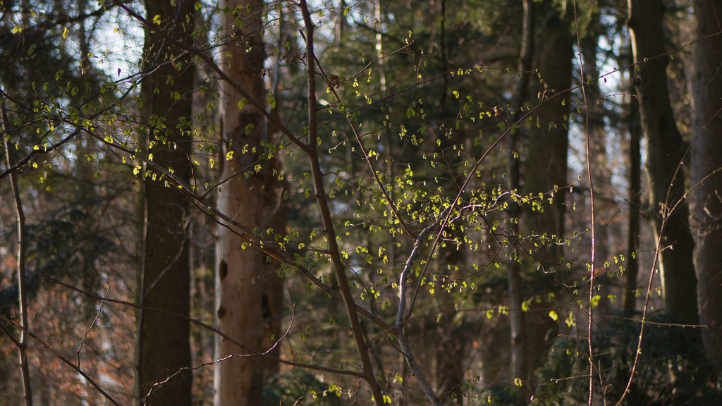 weinberg abends 024klein.jpg