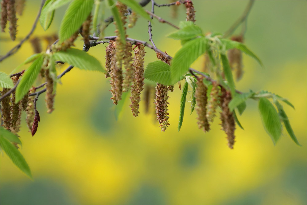 britzer_garten_01.jpg